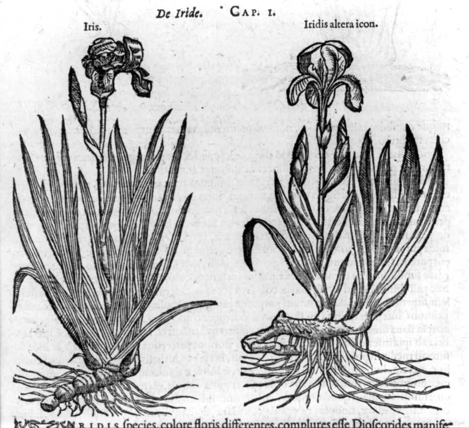 Iris and Iridis altera icon LCCN2005680912