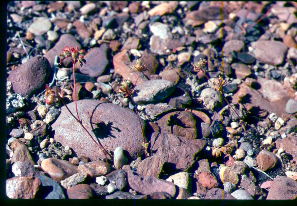 Ipomopsis polycladon- synonym Gilia polycladon plant in SW Idaho 3