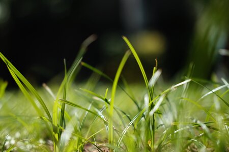 Nature leaf environment