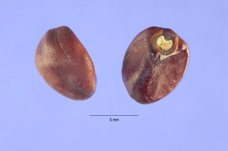 Ipomoeaalba