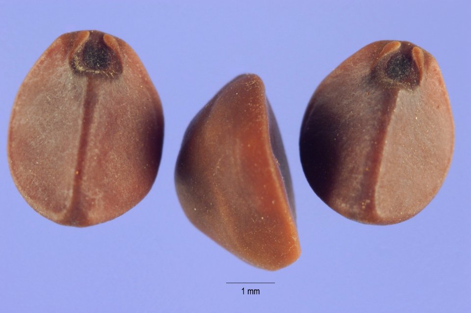 Ipomoeacordatotriloba