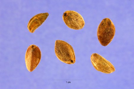 Ipomoealeptophylla1