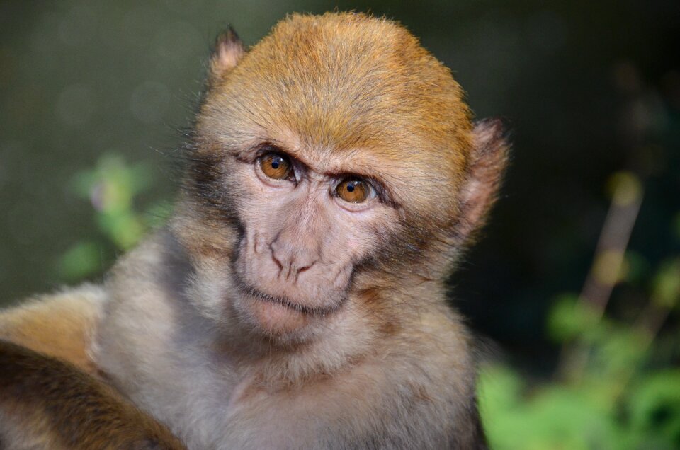 Primate animal mammal