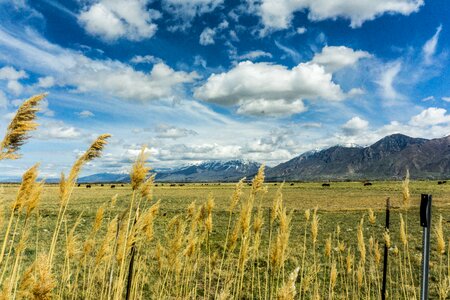 Green grass mountain photo