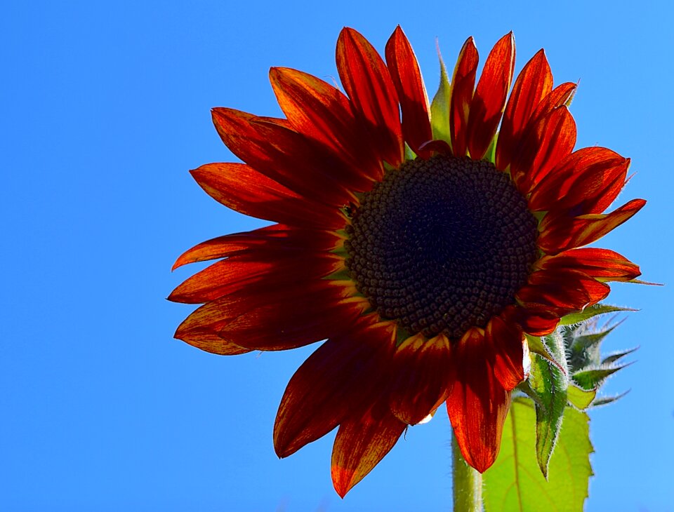 Nature summer garden