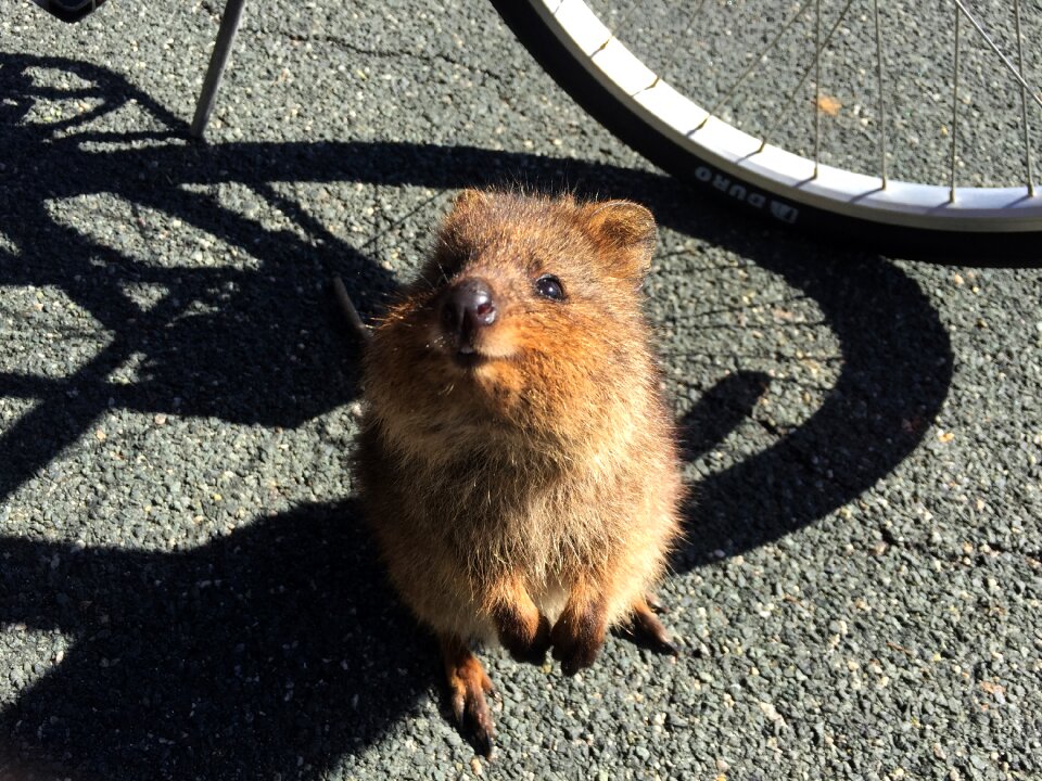 Australia rottnest island mammal