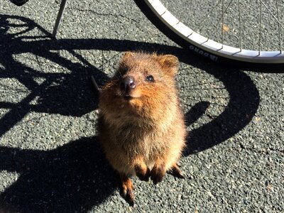 Australia rottnest island mammal