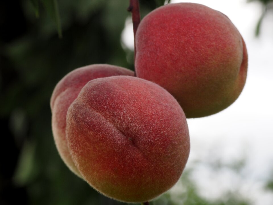 Peach tree eat fruits
