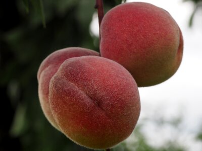 Peach tree eat fruits