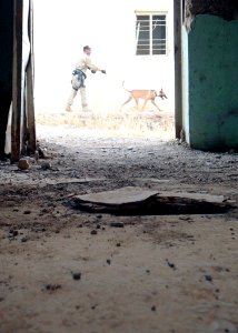 Iraqi dog handlers patrol Mosul DVIDS195521