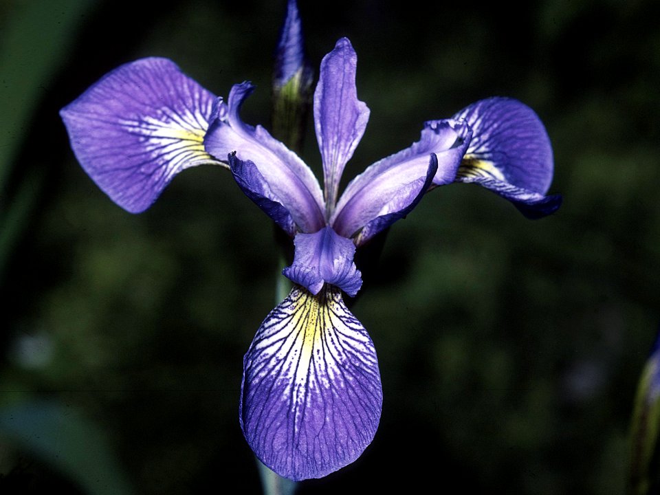 Iris virginica NRCS-4x3