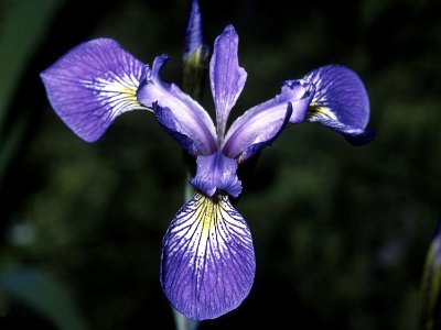 Iris virginica NRCS-4x3