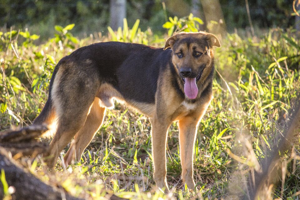 German shepherd animals domestic animals