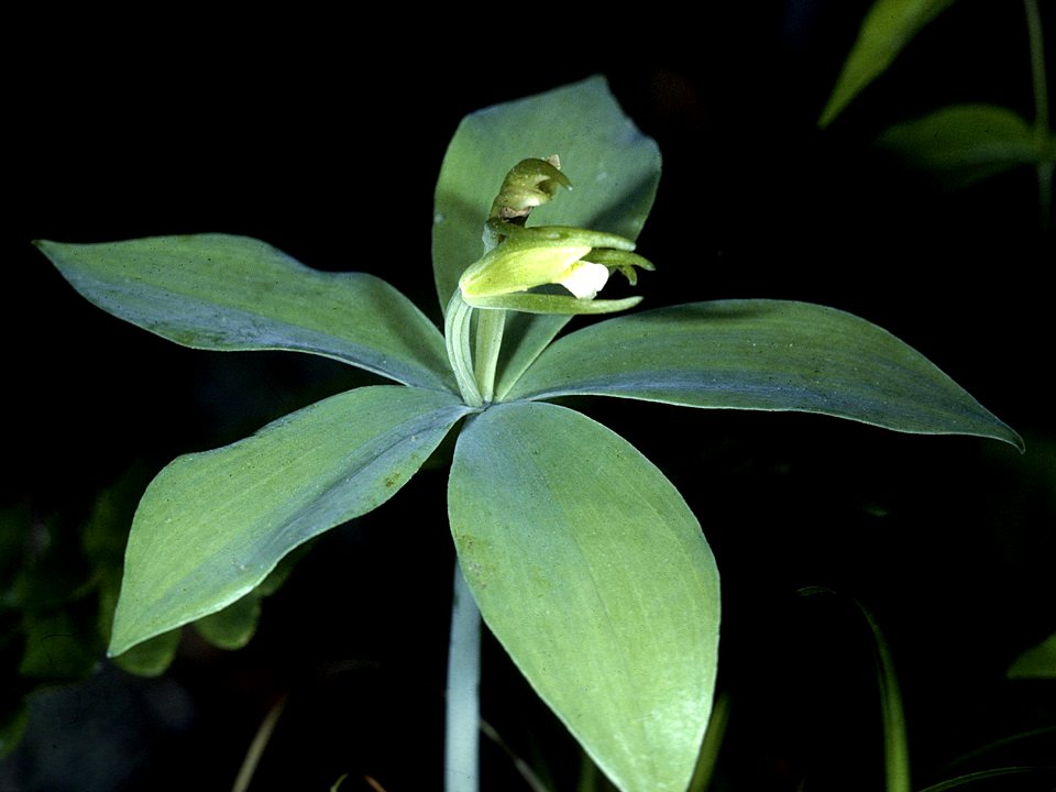 Isotria medeoloides NRCS-1