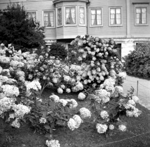 Istutuksia Tähtitorninmäellä, taustalla Tähtitorninkatu 8 - N1868 (hkm.HKMS000005-0000017z)