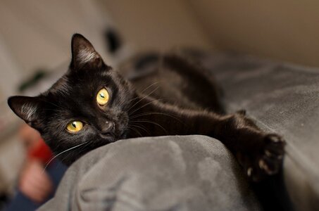 Calm cat lying cat a well-groomed cat photo