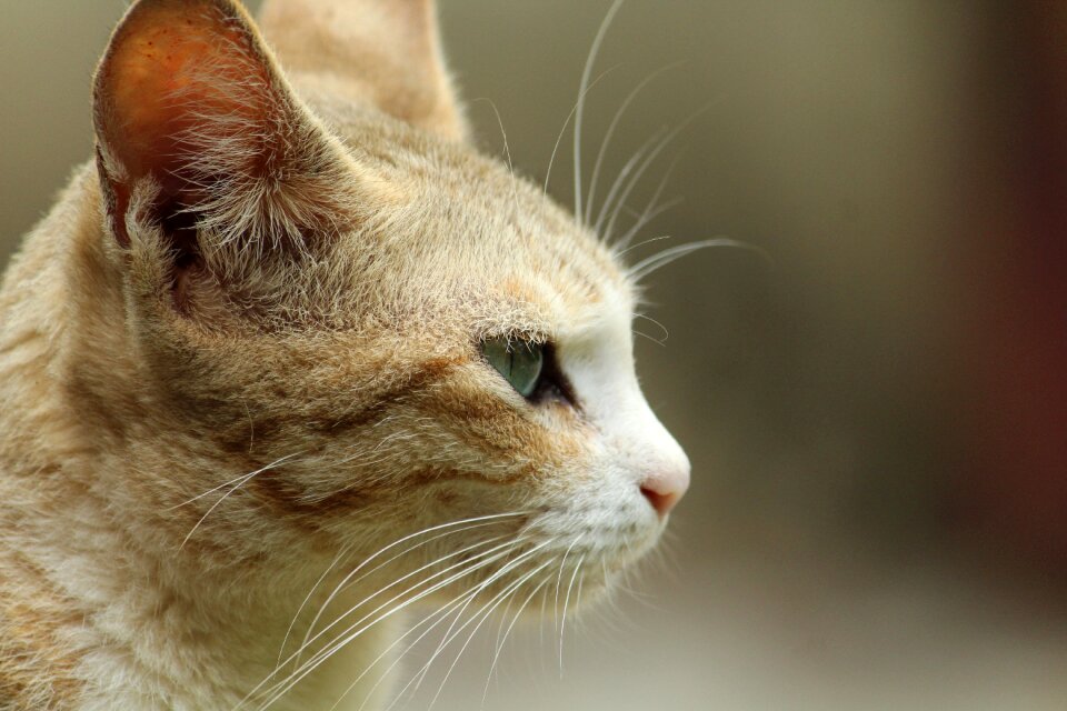 Nature portrait pet