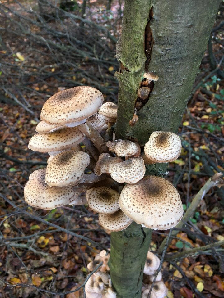 Nature autumn forest
