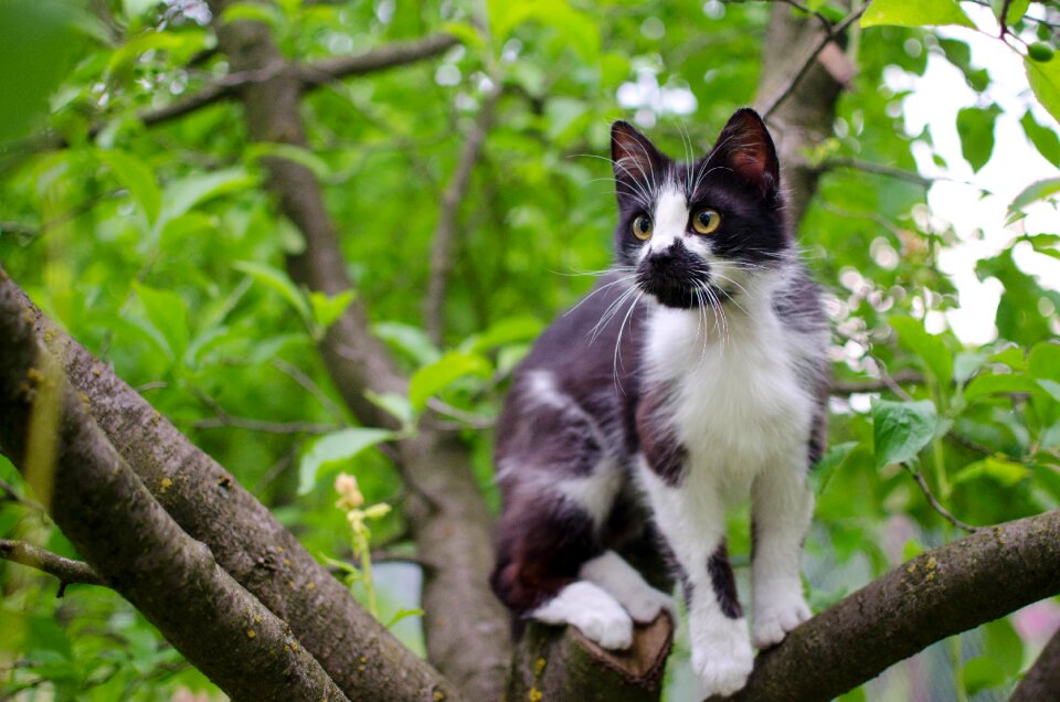Domestic cat animal a well-groomed cat