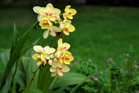 Orchids phu nature