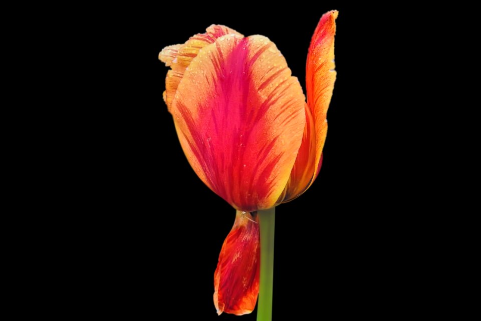Nature flower tulip