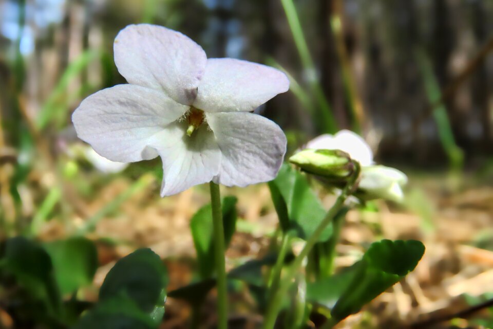 Violet white violets plant leaf
