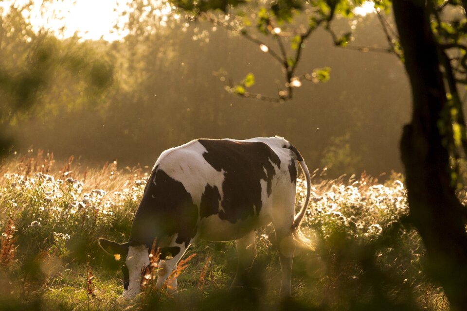 Beef animal graze