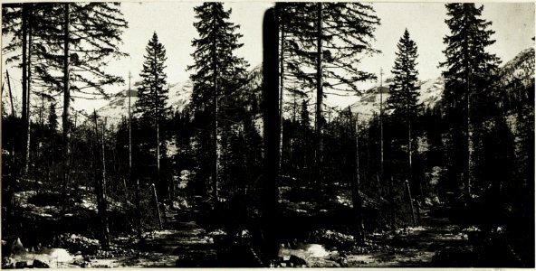Italienische Drahthindernisse bei Peutelstein. (BildID 15418007)