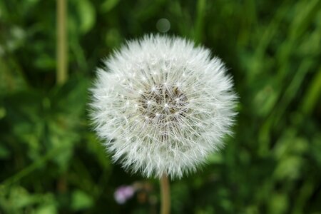 Nature flower summer