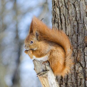 Nature squirrel no one