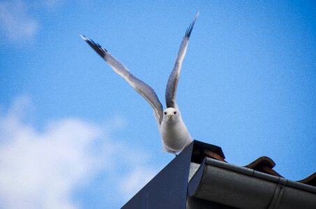 Wings outspread animal laughing gull