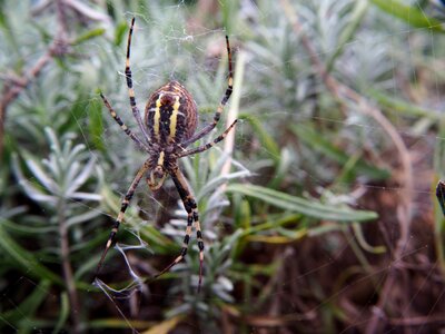 Wasp spider cobweb arachnid