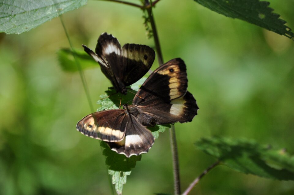 Butterfly insect colors