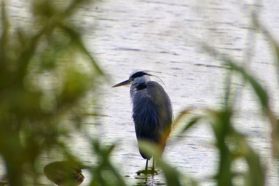 Grass wild birds heron