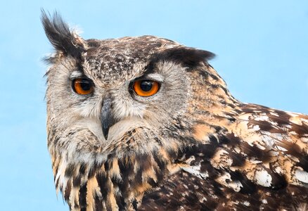 Nocturne bird animal