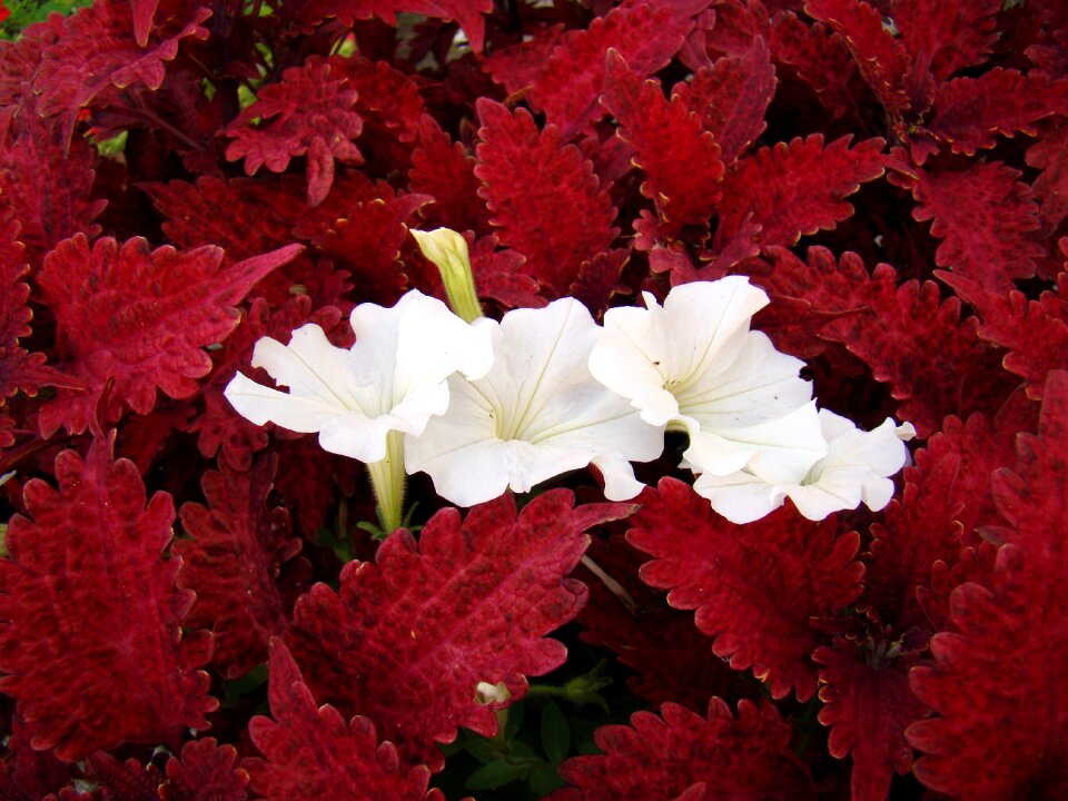 Red leaves foliage contrast