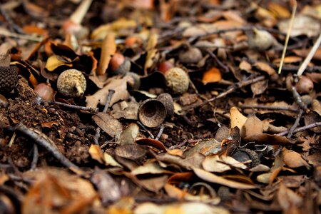 Autumn rural road dried leaves