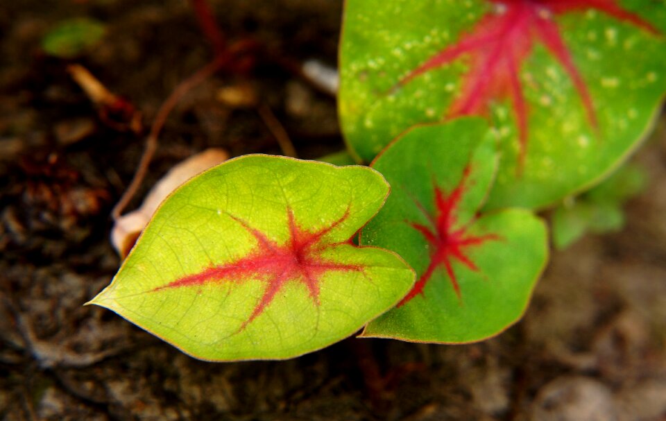Natural green leaf leaf