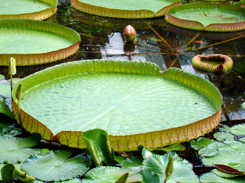 The leaves on the water green pond
