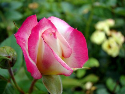 Rosebud pink rose blooms