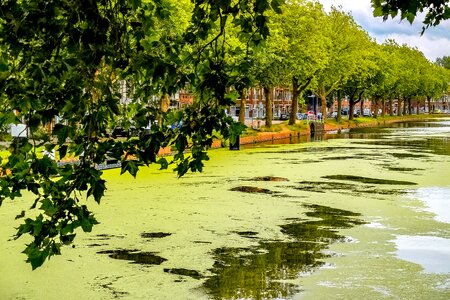 Alga nature landscape photo