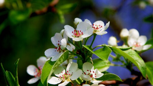 Spring white orchard