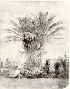 Italienischer Photograph - Der Park der Villa Massimo di Rignano (Zeno Fotografie)