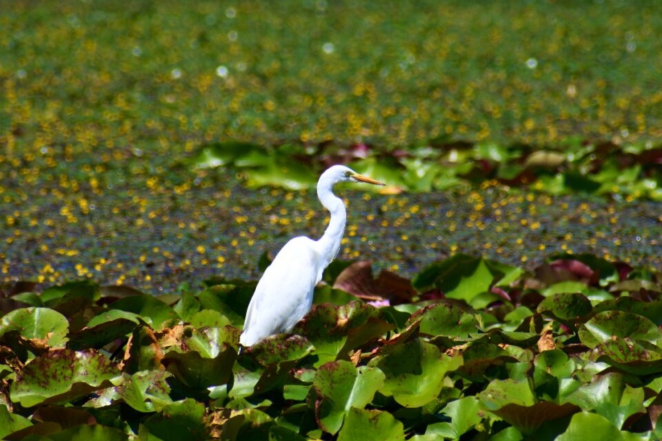 Grass green wild birds