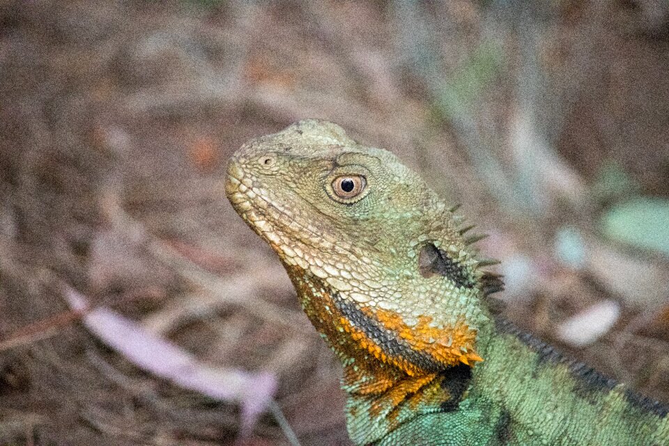 Reptile lizard wild
