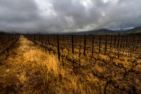 Western-cape africa franschhoek