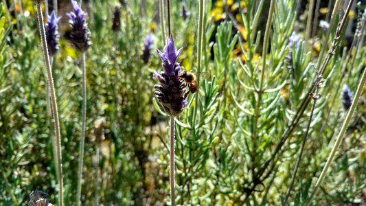 Insect nature garden