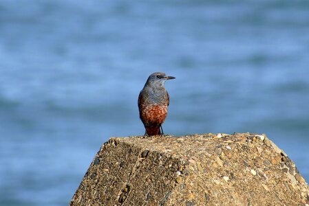 Wave wave off block wild birds