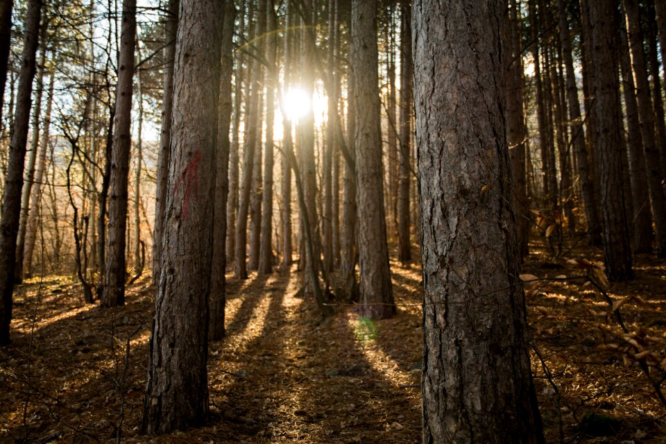 Light leaf landscape photo