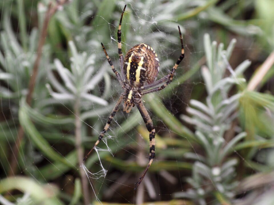 Wasp spider nature cobwebs